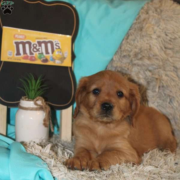 m&m, Miniature Golden Retriever Puppy